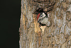 great spotted woodpecker