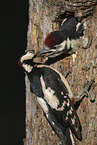 2 great spotted woodpeckers