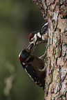 2 great spotted woodpeckers
