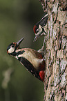 2 great spotted woodpeckers