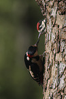 2 great spotted woodpeckers
