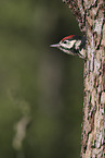 great spotted woodpecker