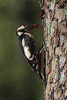 2 great spotted woodpeckers