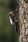 2 great spotted woodpeckers