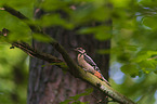 great spotted woodpecker