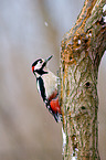 great spotted woodpecker