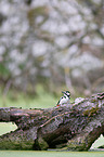 great spotted woodpecker