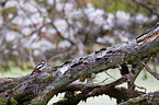 great spotted woodpecker