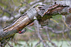 great spotted woodpecker