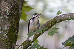 young great spotted woodpecker