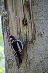 young great spotted woodpecker is fed