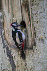 great spotted woodpecker