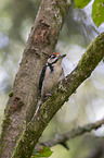 young great spotted woodpecker