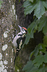 young great spotted woodpecker