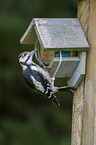young great spotted woodpecker