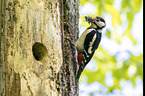 great spotted woodpecker