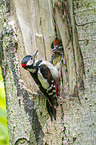 young great spotted woodpecker is fed