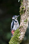 great spotted woodpecker