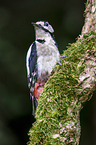 great spotted woodpecker