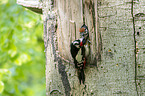 great spotted woodpeckers