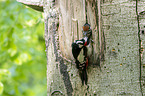 great spotted woodpeckers