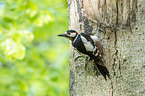 great spotted woodpecker