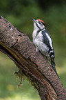 great spotted woodpecker