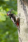 great spotted woodpecker