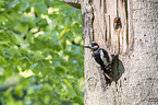 great spotted woodpecker