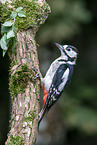 great spotted woodpecker