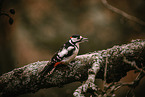 great spotted woodpecker