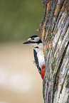 great spotted woodpecker