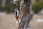 great spotted woodpecker