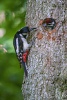 great spotted woodpeckers