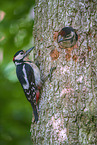 great spotted woodpeckers