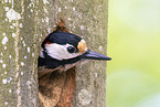 great spotted woodpecker