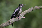 Great spotted woodpecker