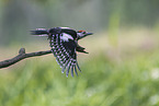Great spotted woodpecker