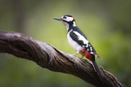 great spotted woodpecker