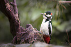 great spotted woodpecker