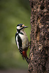 great spotted woodpecker