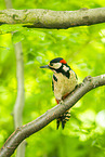 Great spotted woodpecker