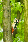 Great spotted woodpecker