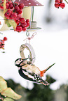 Great spotted woodpecker