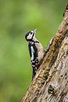 great spotted woodpecker