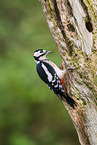great spotted woodpecker