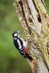 great spotted woodpecker