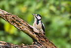 great spotted woodpecker