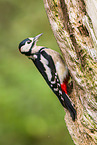 great spotted woodpecker