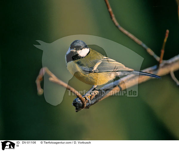 Kohlmeise / tit / DV-01106